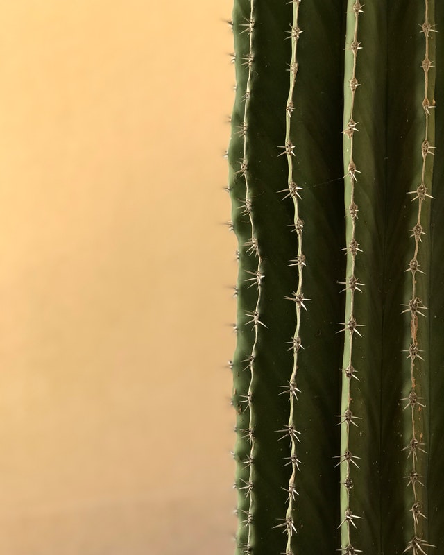 cactus